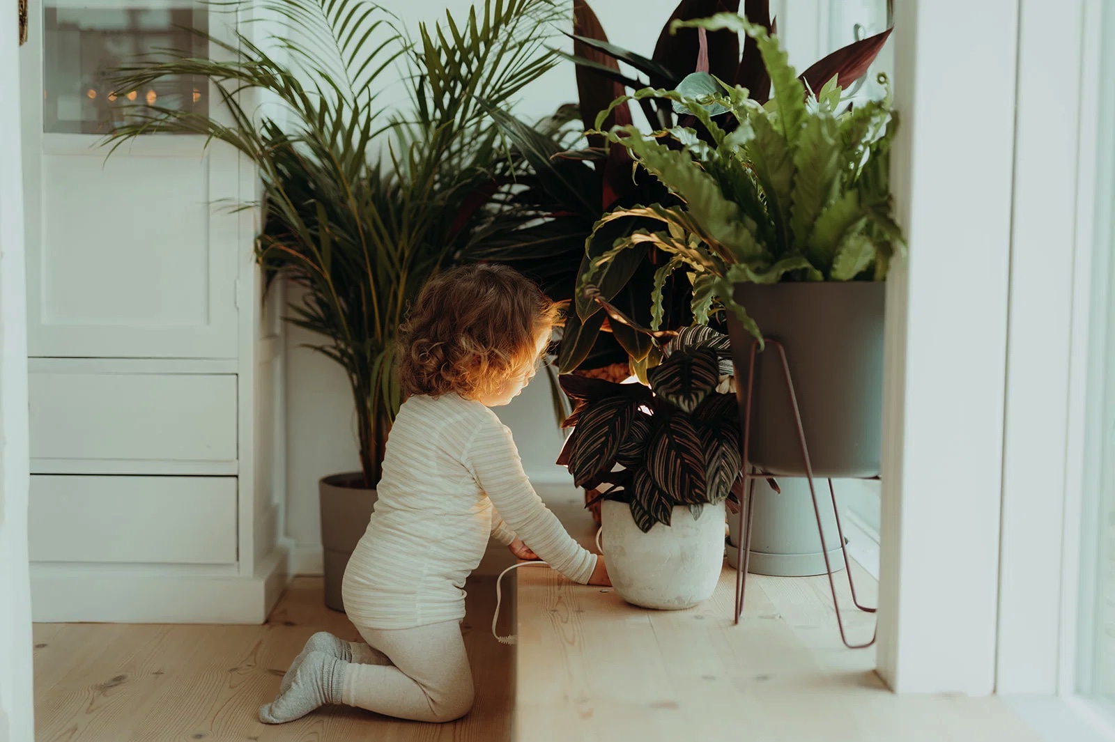 Pflanze Kinderzimmer
